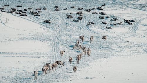 Arctic