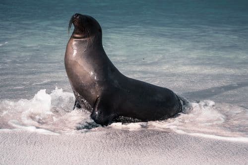 Galápagos
