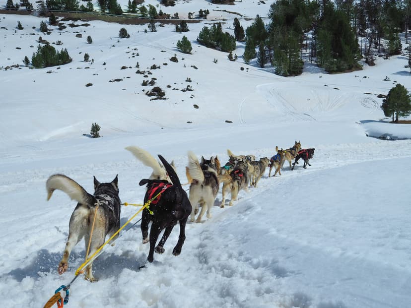 Dog-sledding