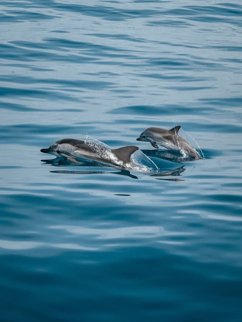 Dolphin Sunset Cruise