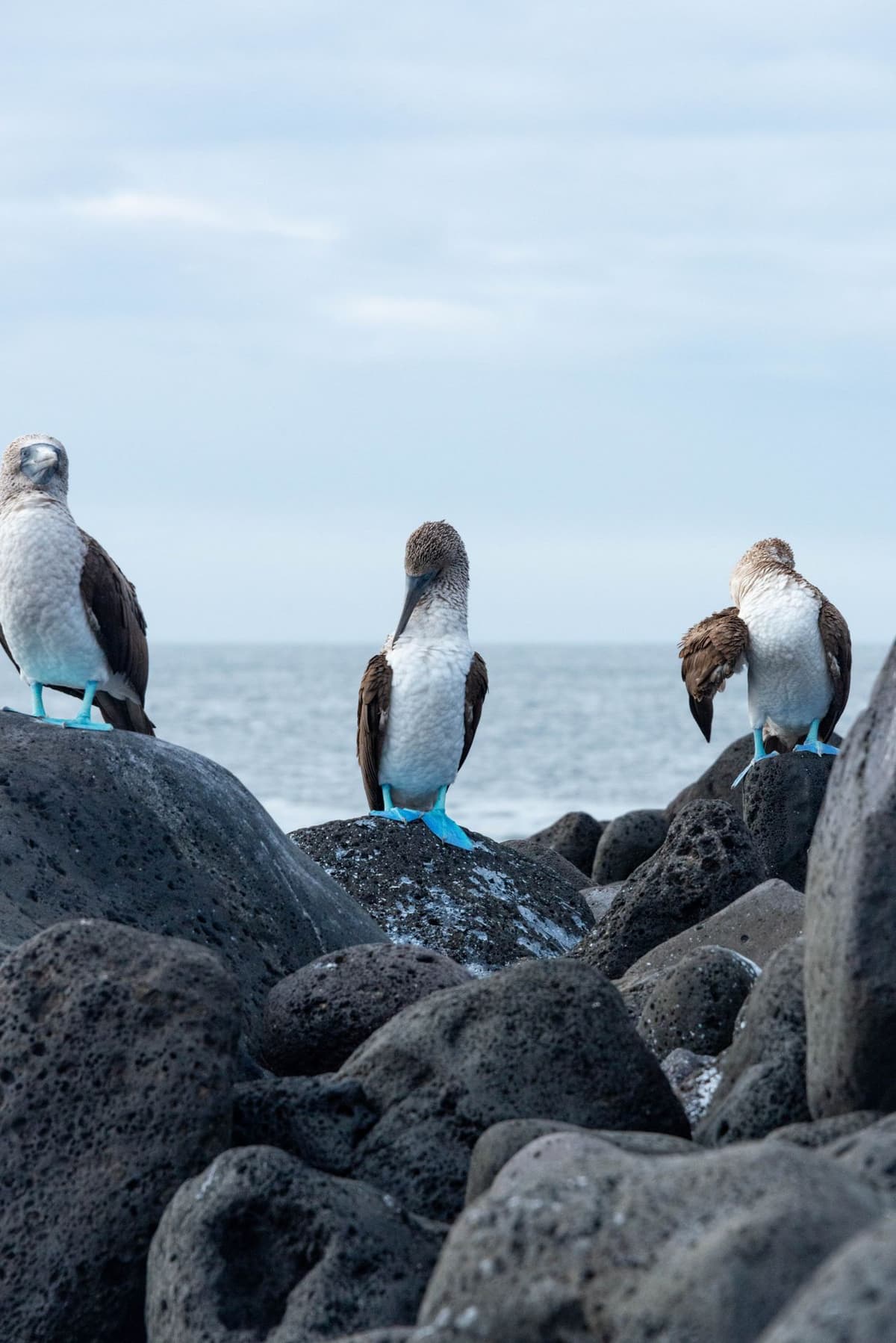 Galapagos
