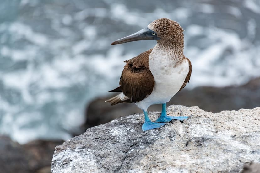 Galapagos