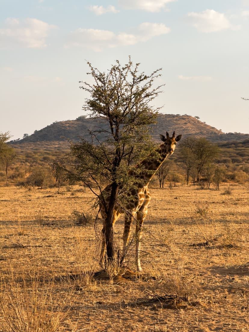 Kalahari