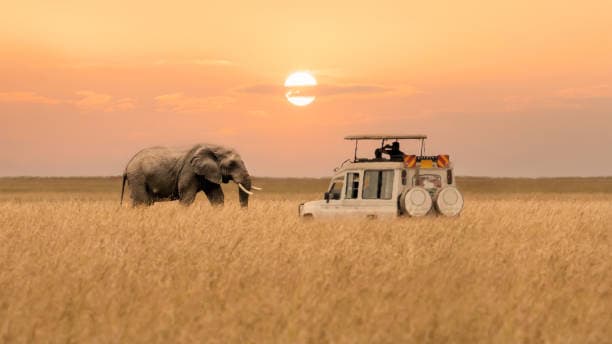 Safari & Spice Island