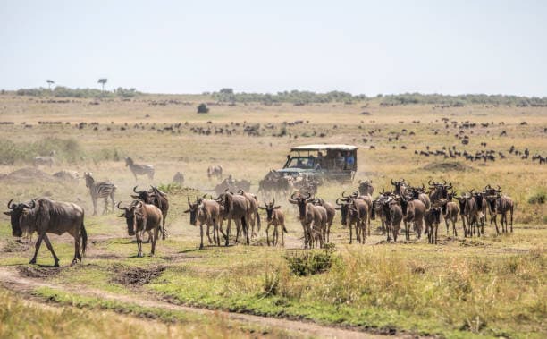 Exclusive conservancies bordering the Mara — fewer vehicles, night drives and walking safaris, and a direct benefit to local communities.