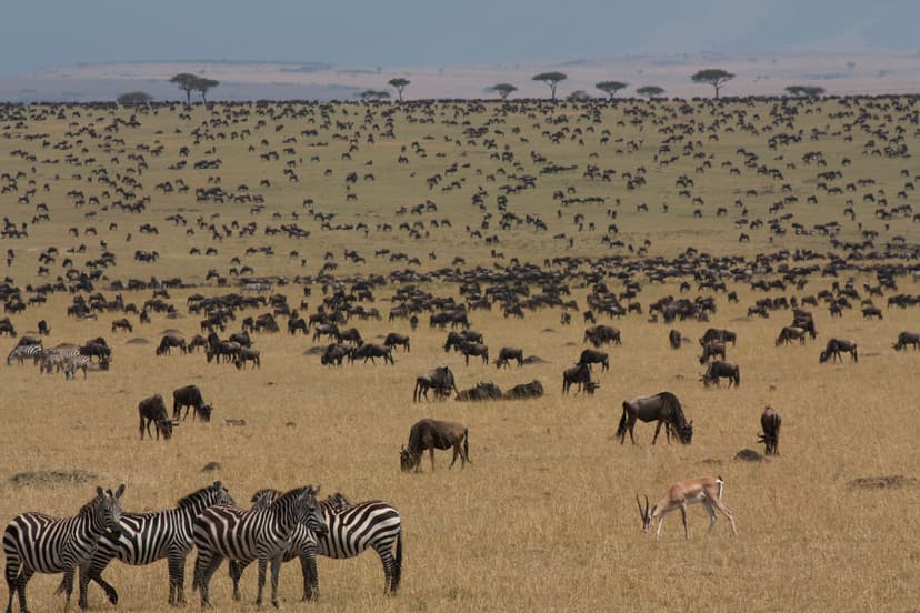 Kenya migrations