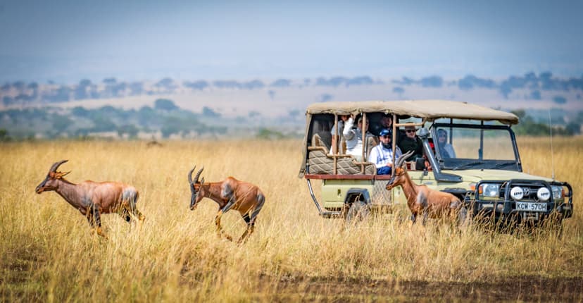 The wild, arid north, home to species found nowhere else in Kenya — Grevy's zebra, reticulated giraffe and the gerenuk — far from the crowds.
