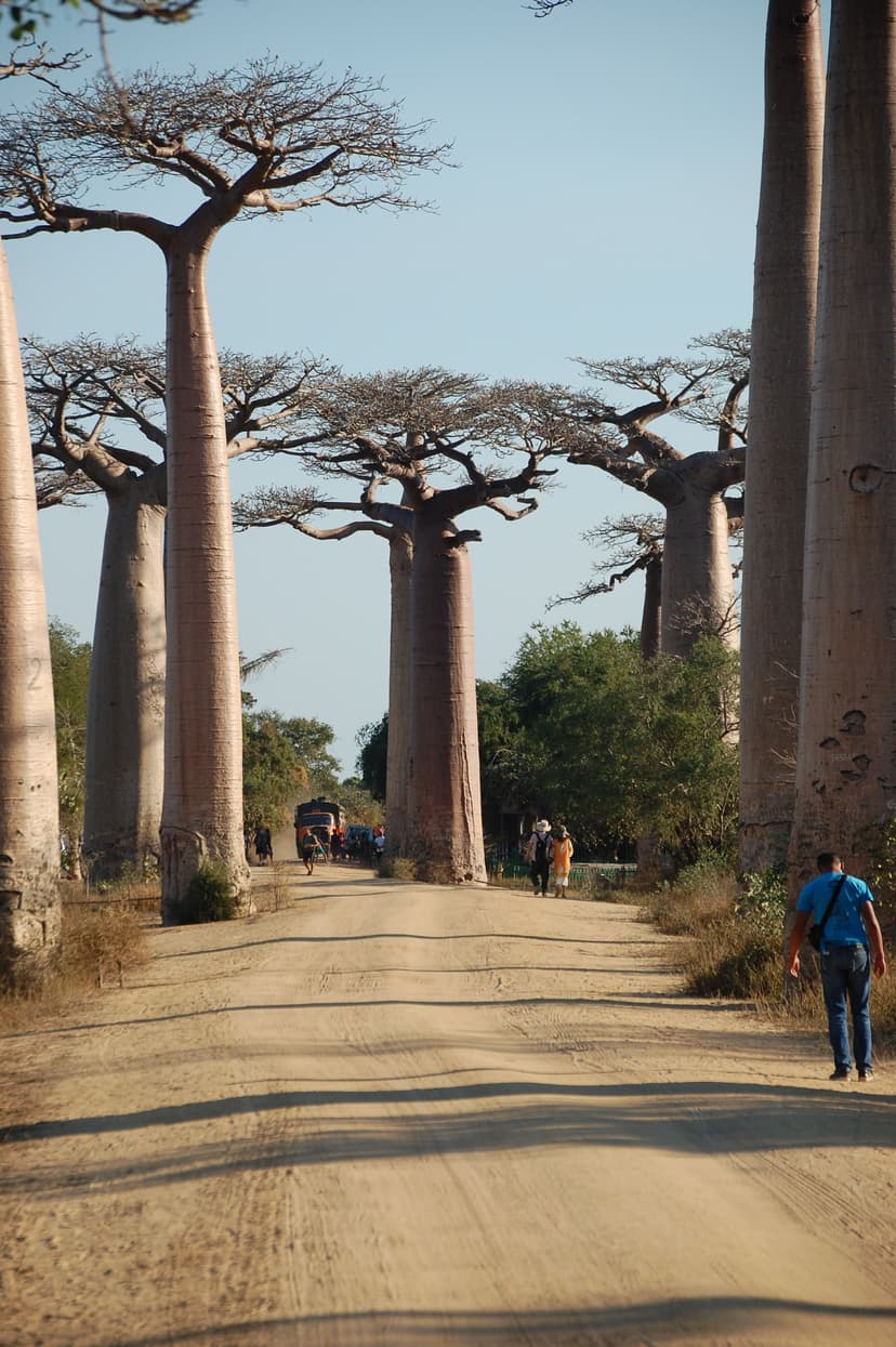 Madagascar Trees