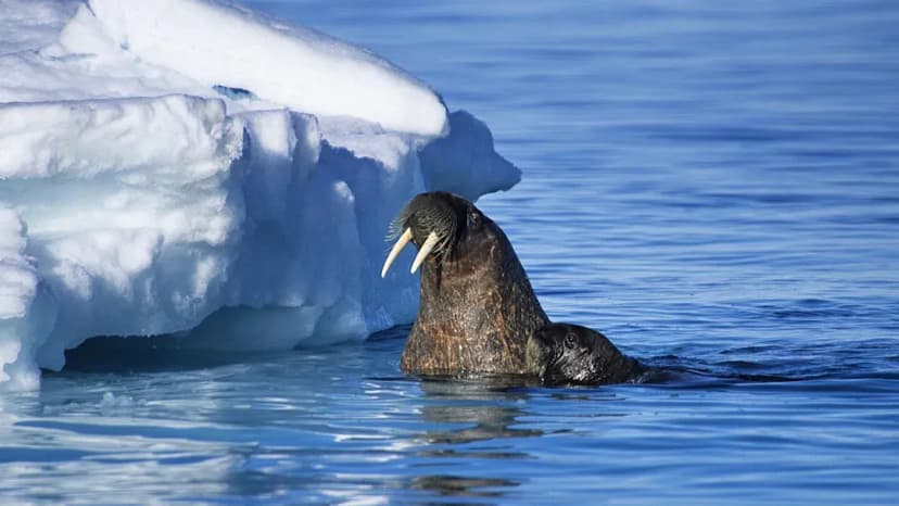 Polar wildlife