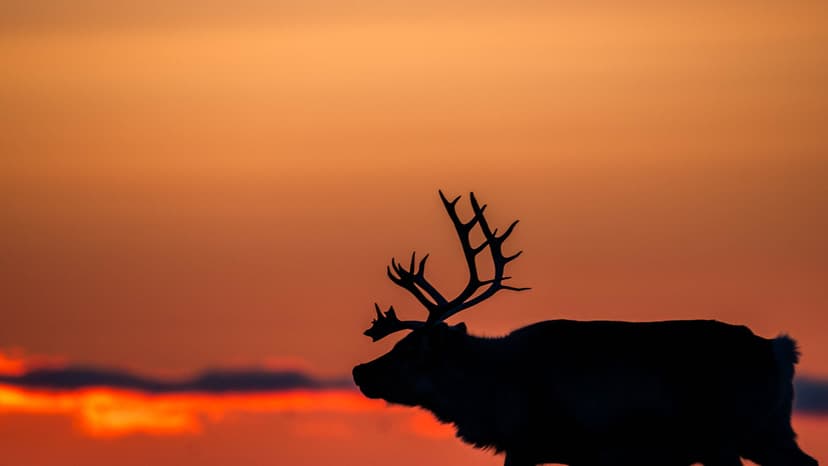 Polar wildlife