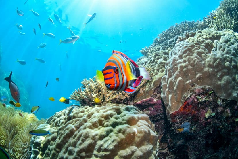 Reefs & Marine Parks