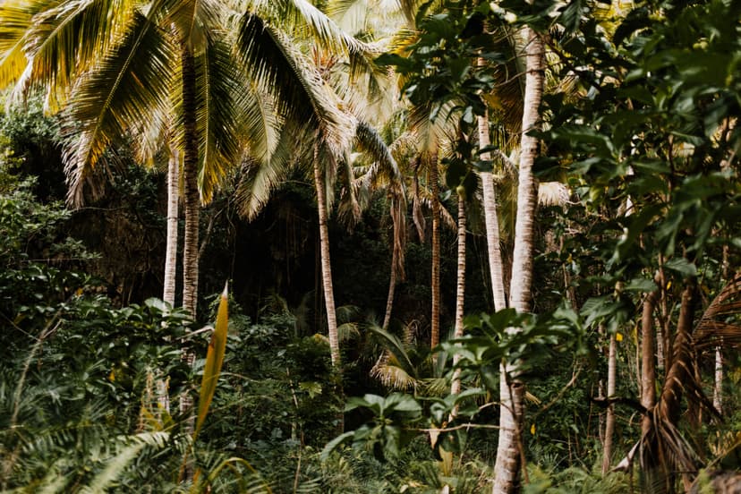 A UNESCO-listed prehistoric palm forest on Praslin, home to the legendary coco de mer and the rare black parrot. Walking its silent paths feels like stepping back before the rest of the world began.