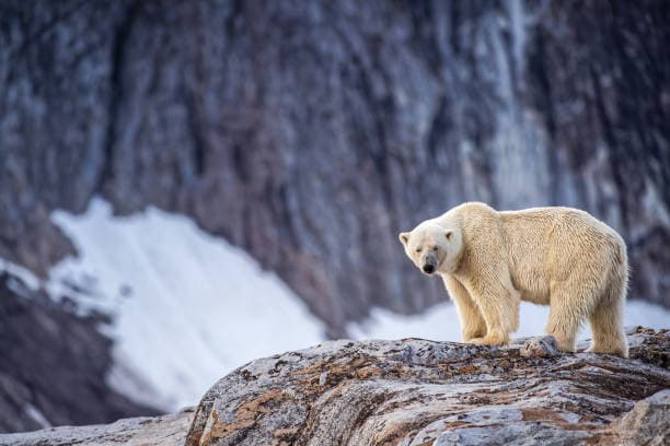 Svalbard Polar Safari