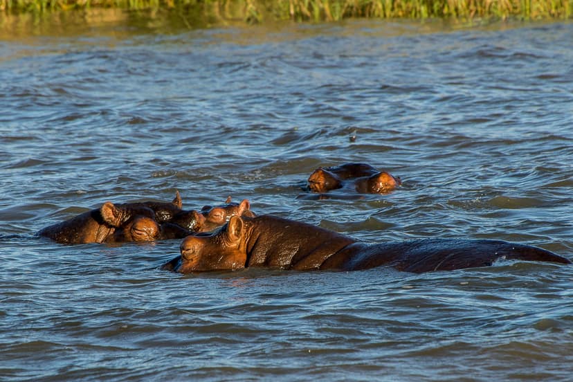 Canoeing past elephants and hippos on the great river, with game drives and fishing — a beautiful, water-based safari with the escarpment behind.
