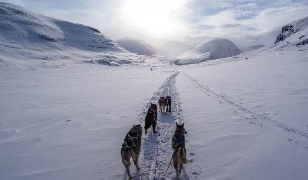 Dog-sledding