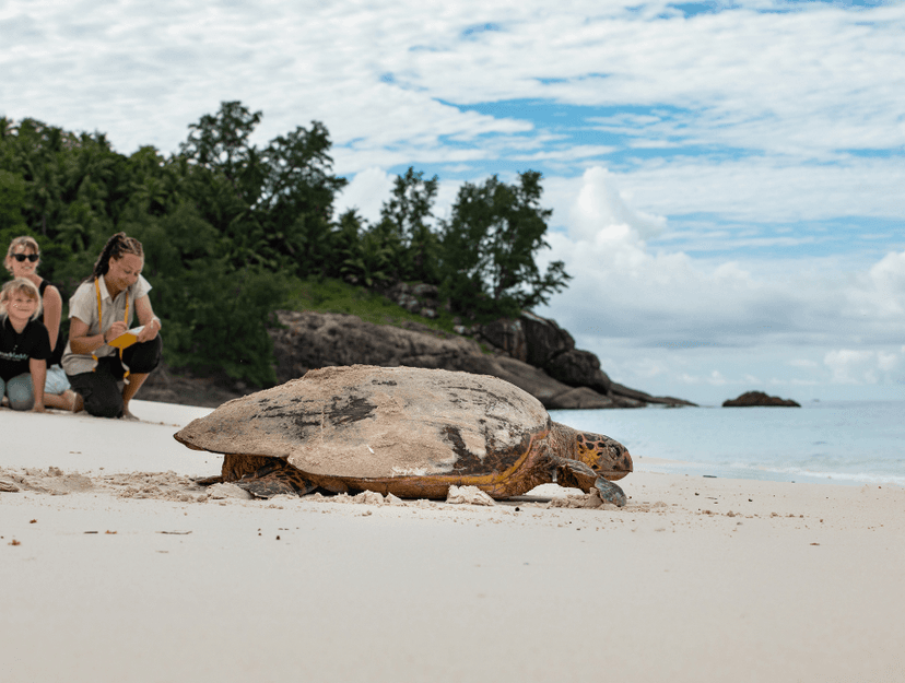 The Noah's Ark story — the activity/scene in action. A rewilding programme restoring the island for native wildlife.