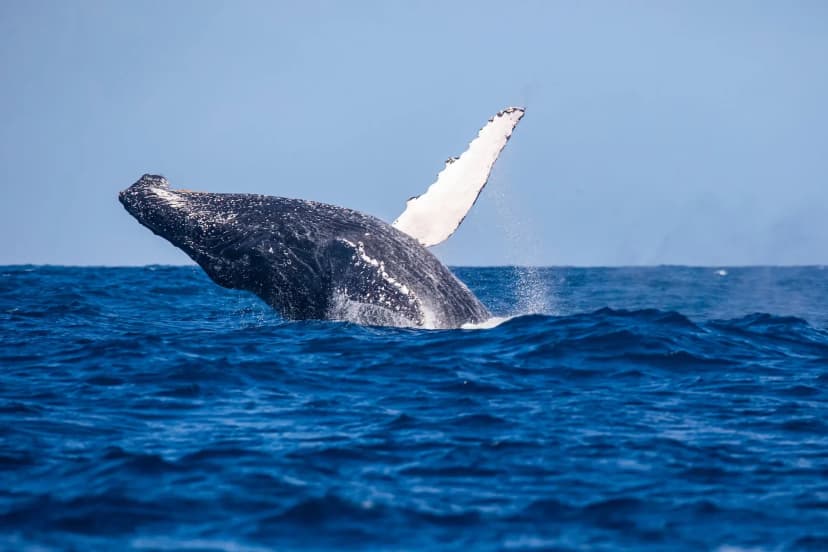 Whale season, June–October — the activity/scene in action. Humpbacks gather off Sainte-Marie each winter.