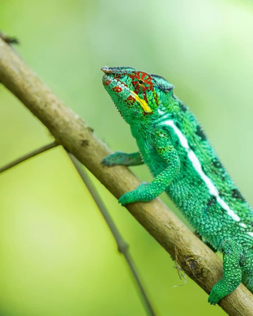 Meet the lemurs — the activity/scene in action. Black lemurs and chameleons on Nosy Komba.