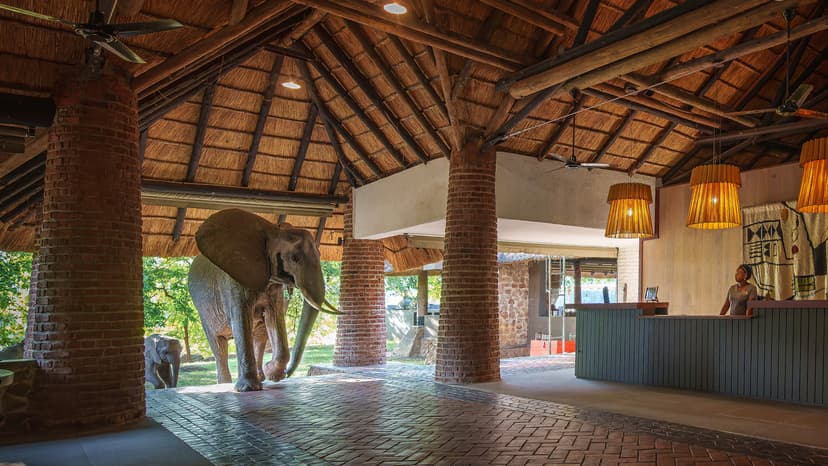 Elephants through reception