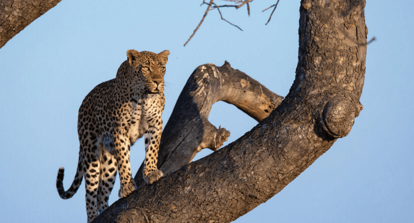 The leopards of Londolozi