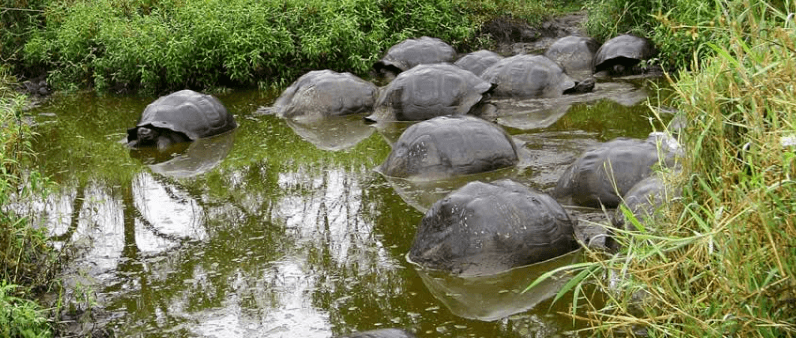 A tortoise reserve