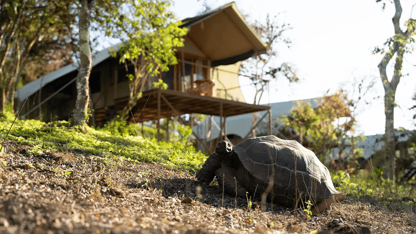 Giant tortoises