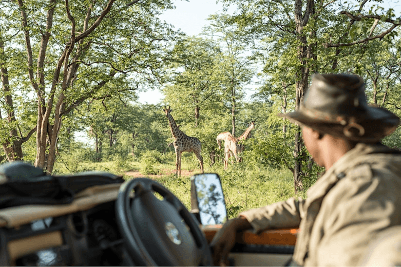 Big-Five game drives
