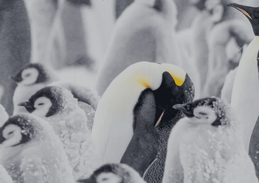 Experience: Emperor-penguin colonies