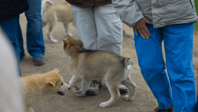 Experience: Dog-sledding