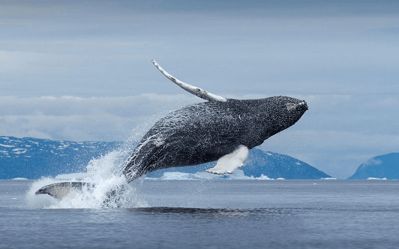 Experience: Whale watching