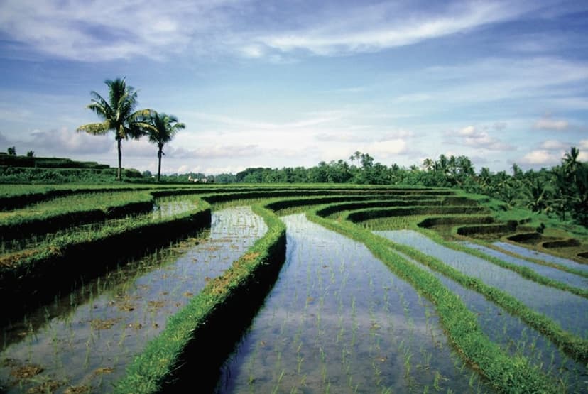 Rice-farmer day: Rice-planting, a paddy hike and a village tour.