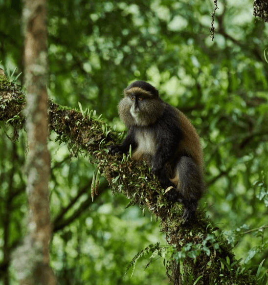 Golden monkey tracking