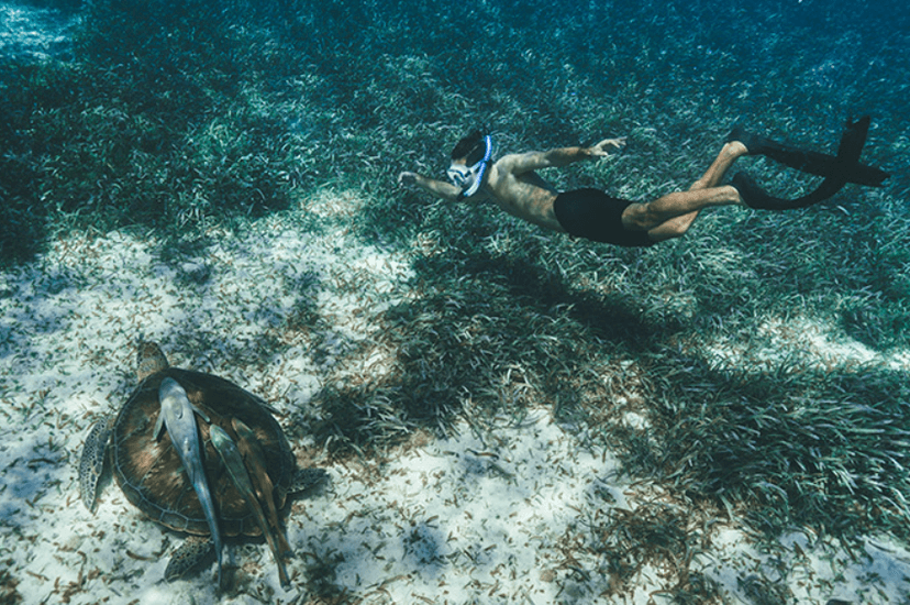 Diving & snorkelling