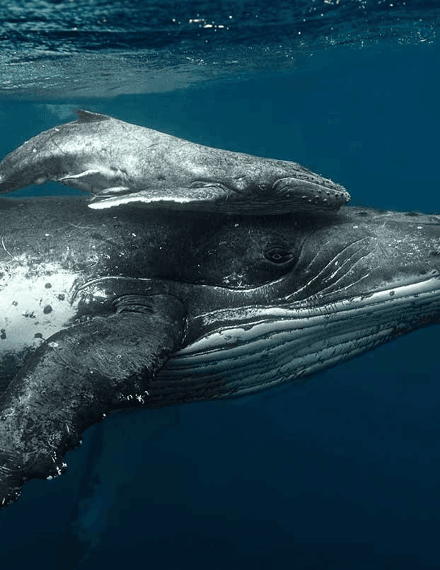 Whale-watching