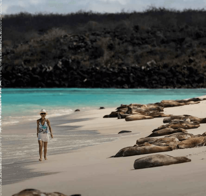 Snorkel with sea lions