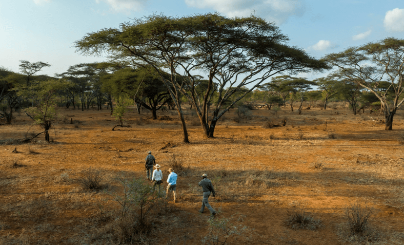 Black-rhino tracking
