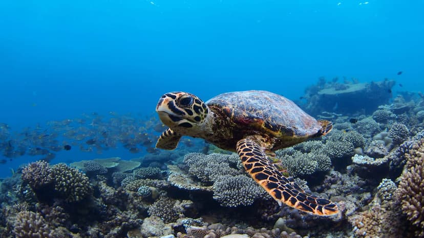 Help restore a reef — the activity/scene in action. A coral reef-restoration project in Petite Anse.