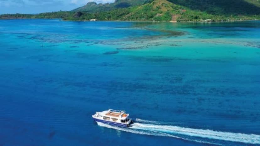 Experience 3: A shark-feed snorkel