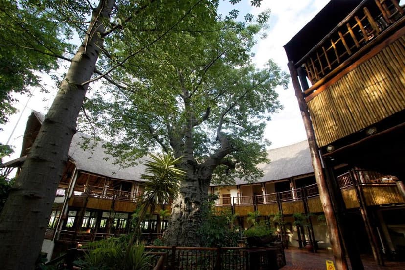 The baobab
