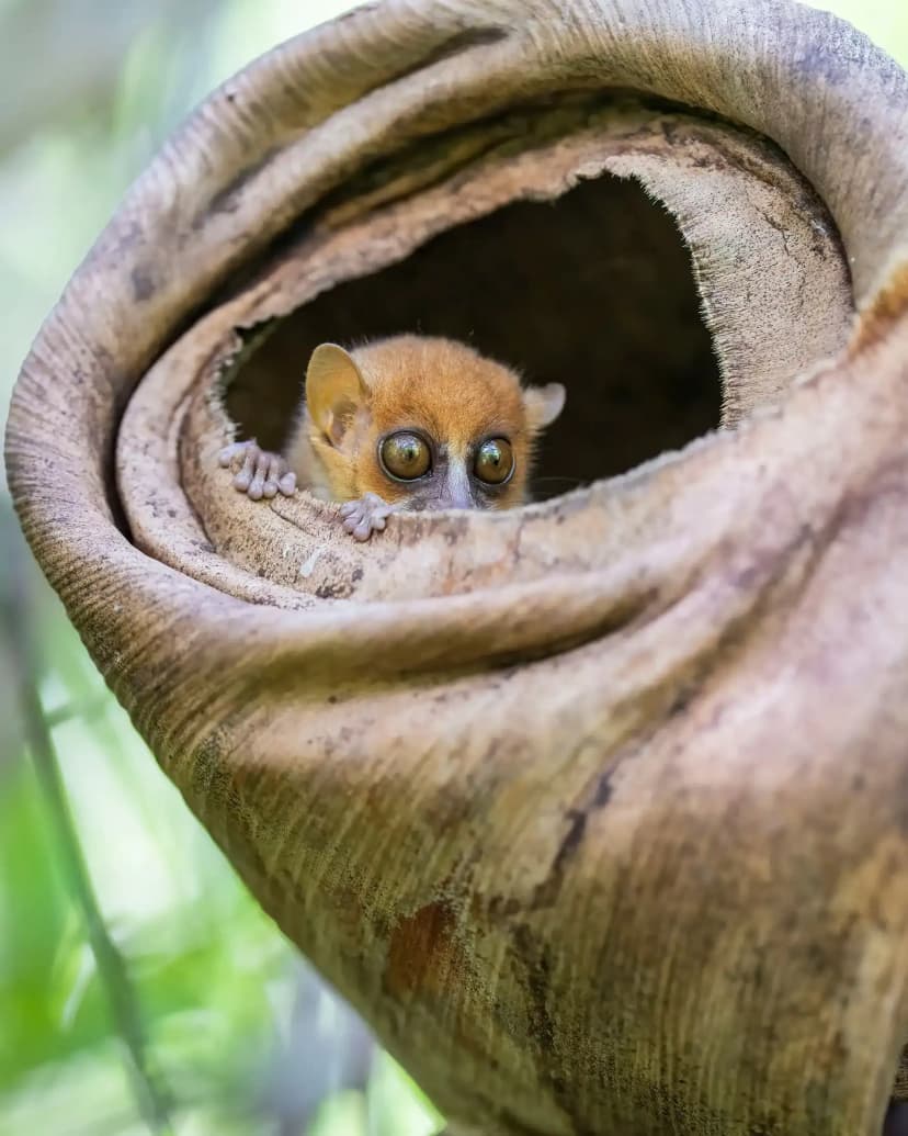 Explore Lokobe — the activity/scene in action. Rainforest and wildlife at Lokobe National Park.