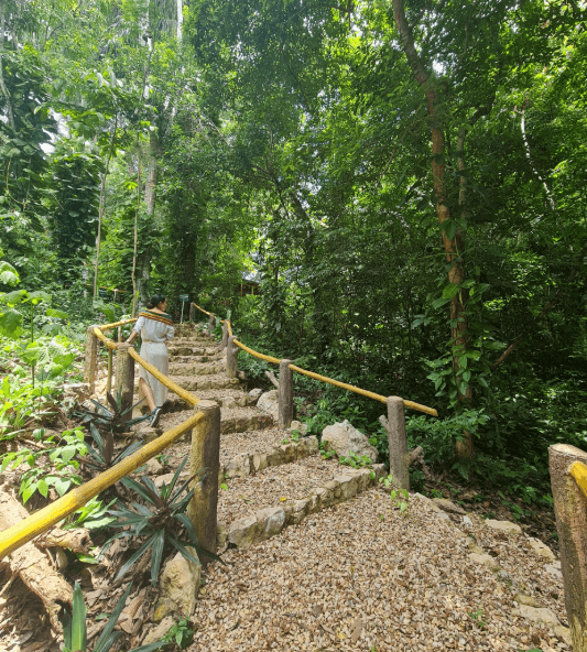 The medicinal trail