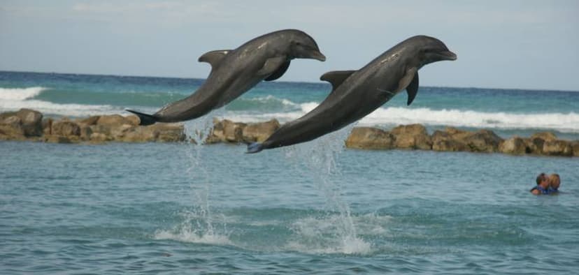 Dolphin lagoon: A signature estate attraction.