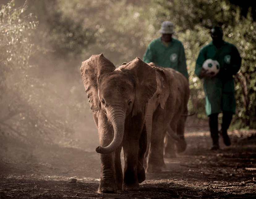 Sheldrick elephants