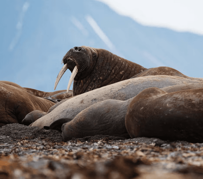 Experience: Polar wildlife