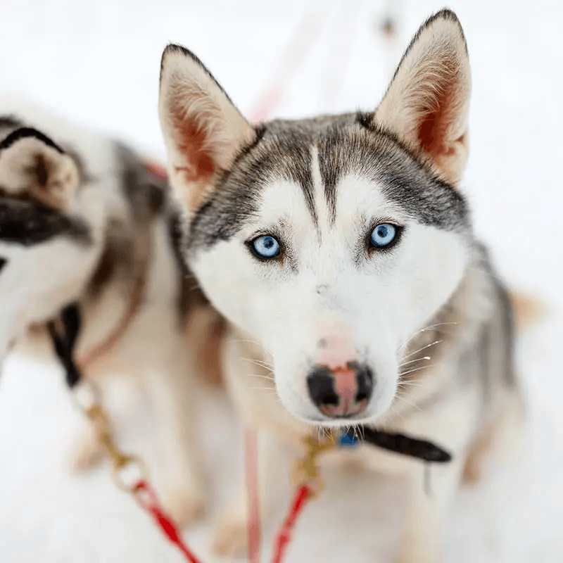 Experience: Husky rides