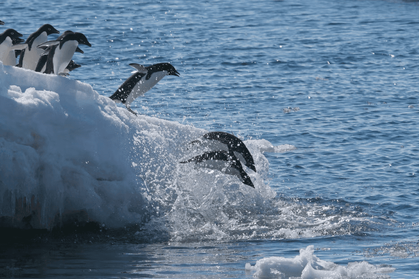 Experience: Penguins and ice