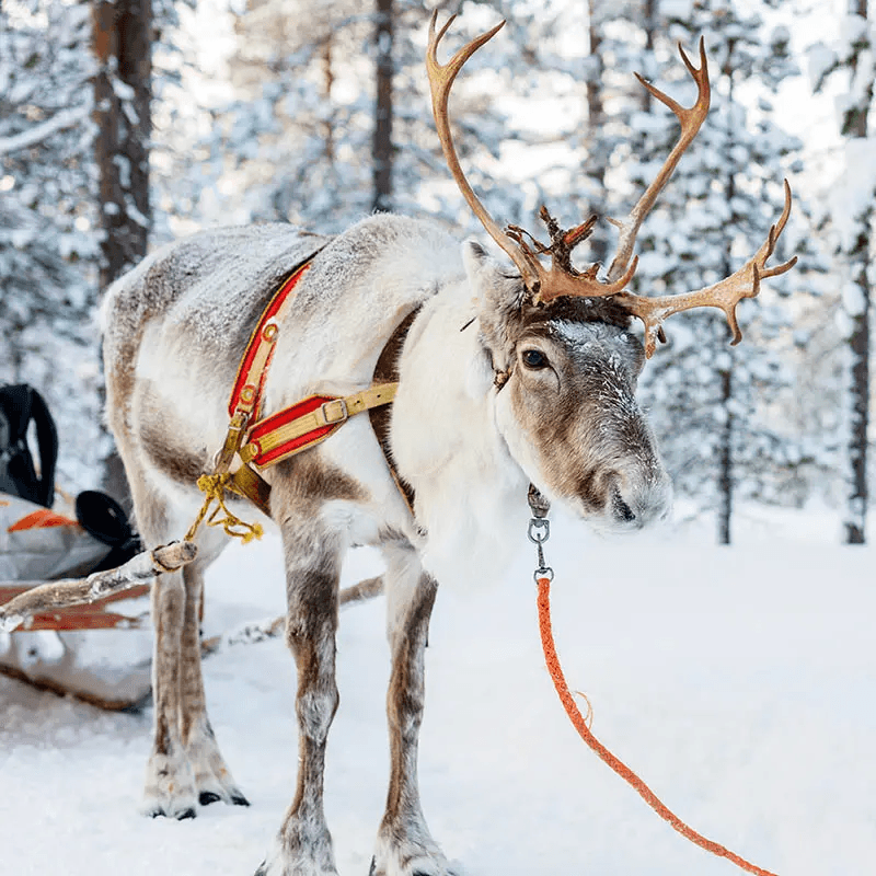 Experience: Reindeer