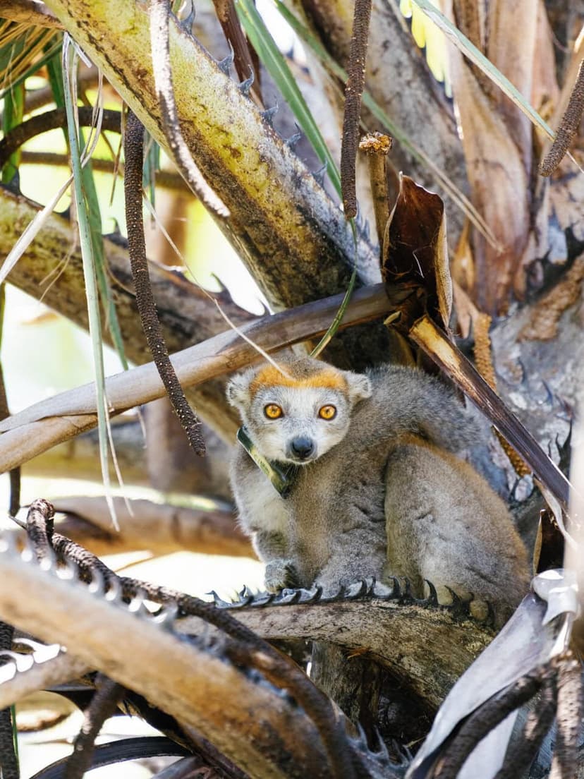 Lemurs and baobabs — the activity/scene in action. Wildlife and helicopter adventures across the northeast.