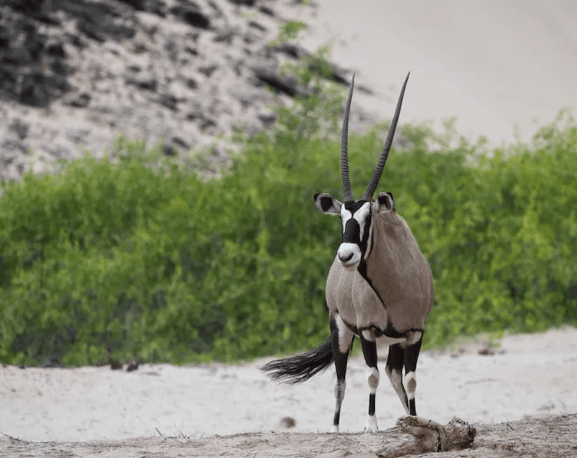 Brown hyena & zebra