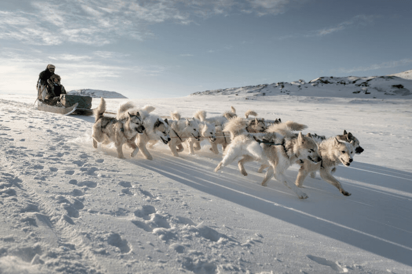 Experience: Dog-sledding